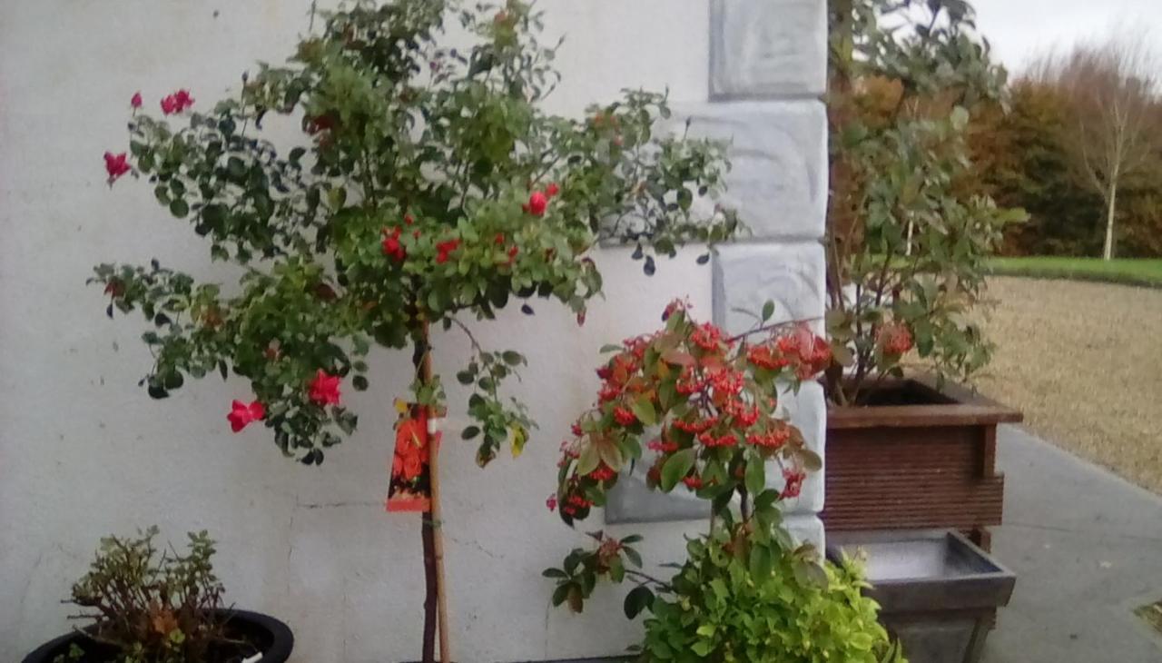كونغ Ashford Haven B&B المظهر الخارجي الصورة